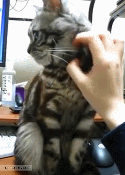 1358446553_cat_doesnt_want_to_be_petted.gif