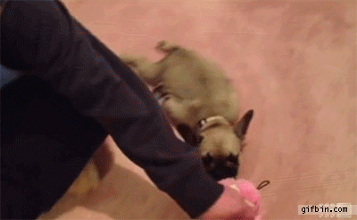 1359135495_puppy_gets_dragged_on_the_carpet.gif