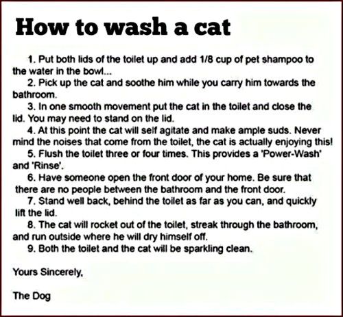 How_To_Wash_A_Cat-1.jpg