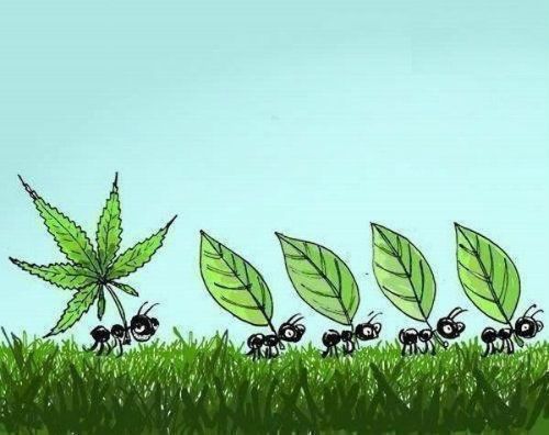 marijuana-ant-marijuana-5442256-600-475_zpsda083852-1_zpseb2af430.jpg