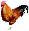 5502483-red-cock-is-isolated-on-a-white-background-1-1.jpg