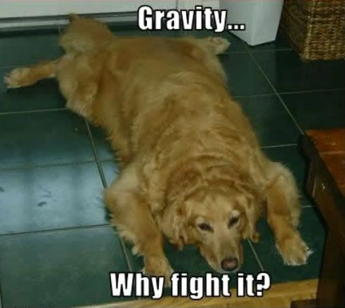 funny-dog-pictures-gravity-fight.jpg
