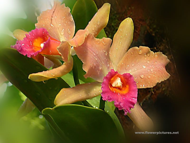 peach orchid Pictures, Images and Photos