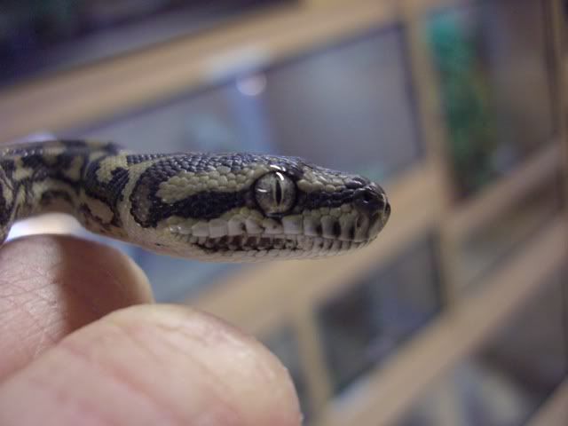 http://i188.photobucket.com/albums/z19/evolutionreptiles/CoastalCarpetPython.jpg