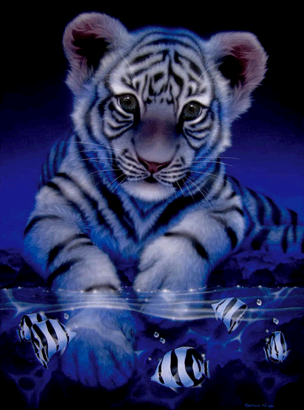 ~Baby White Tiger~ Pictures, Images and Photos