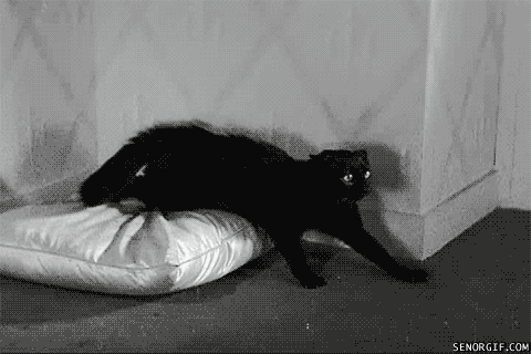 blackcat.gif