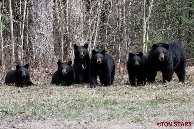 Momma Bear with 5 Cubs