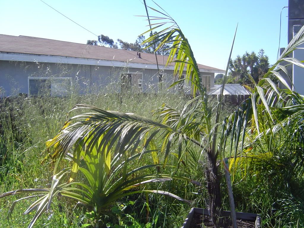 Palms and weeds Bill, this one is for you DISCUSSING PALM TREES
