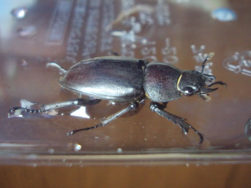 kuwagata beetle