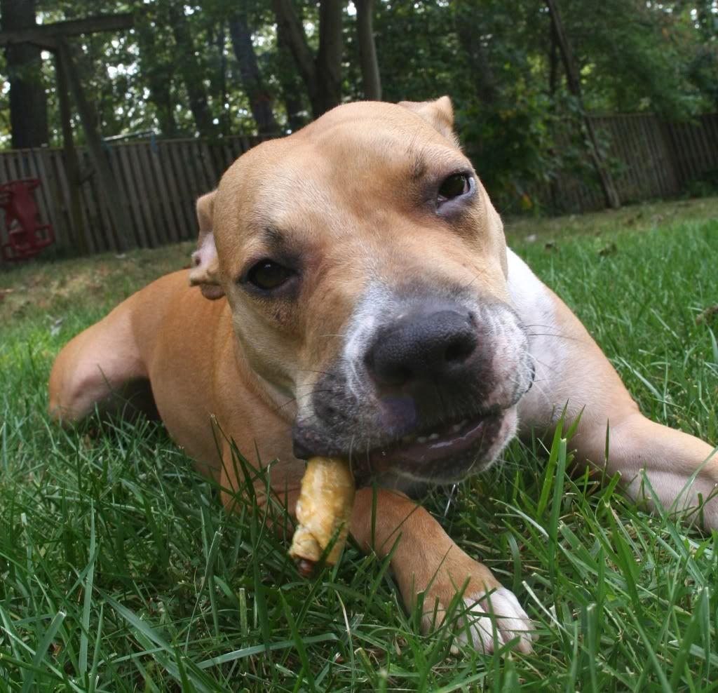 Beagle Pitbull Puppy