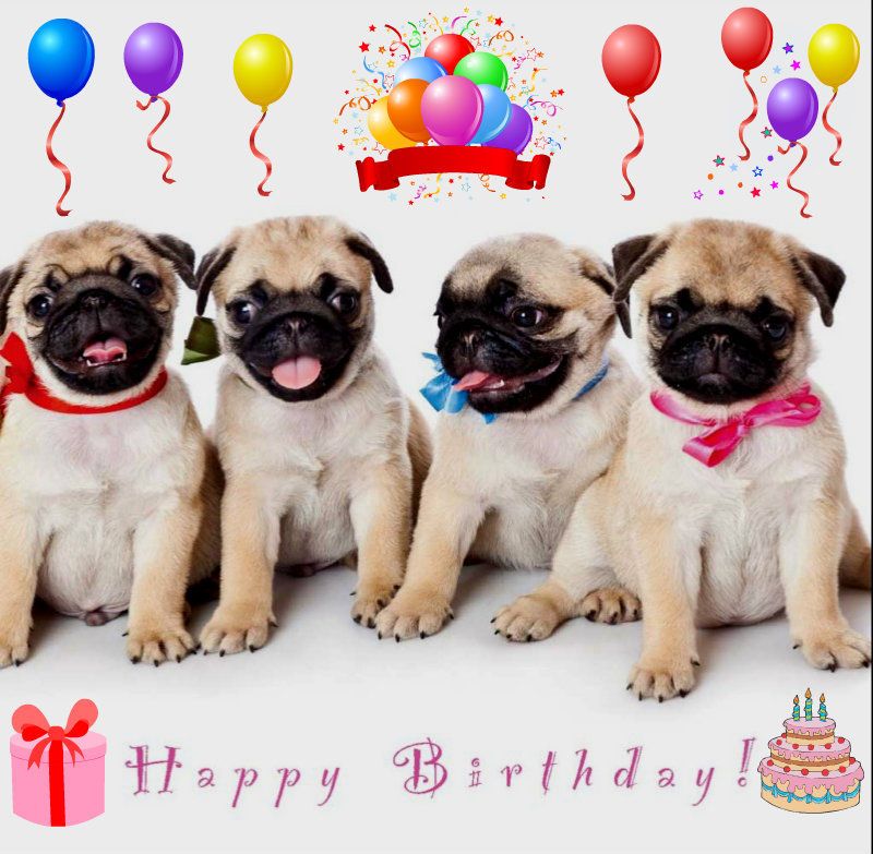  photo birthday-pug-funny-pugs-34581826-800-783_zpsav7hop5t.jpg