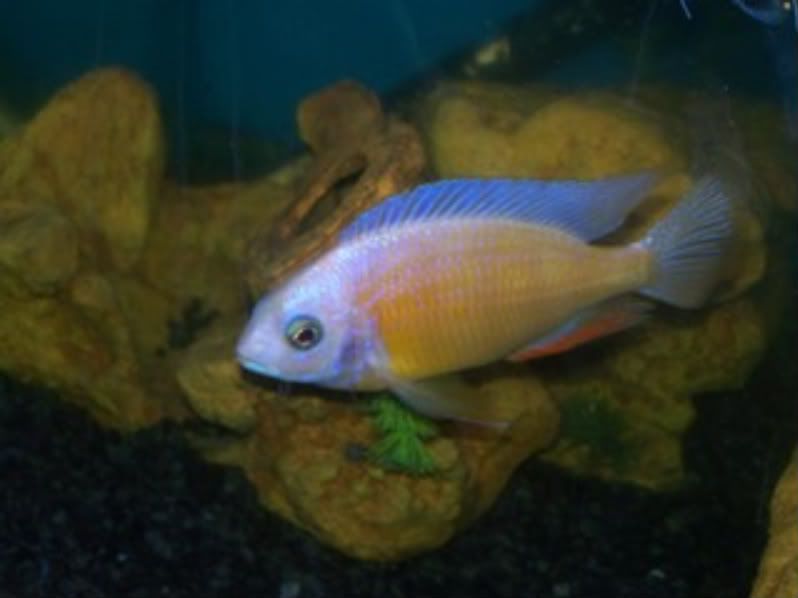 Albino Taiwan Reef