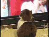 [Image: 352pw5f.gif]