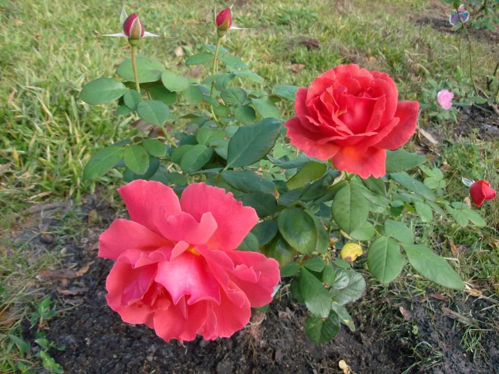 Florida Rose Growers How do your roses grow?