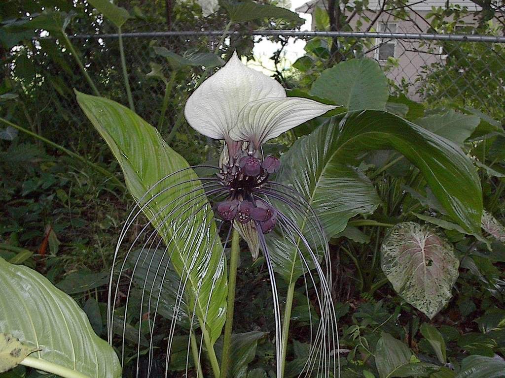 tacca nivea