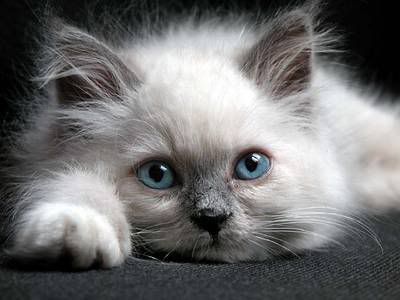 cat_blue_eyes.jpg fluffy white cat blue eyes image by bluefoxtrot
