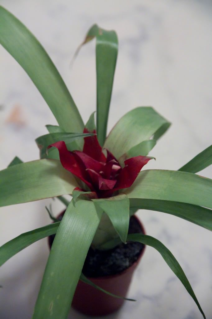 plantasjen sotra plantasjen sotra