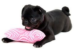 pug pup Pictures, Images and Photos