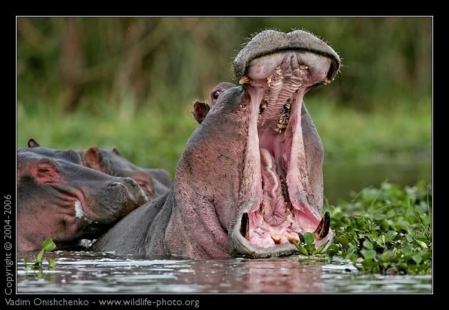 hippo-hippopotamus-amphibius-afkj7t.jpg
