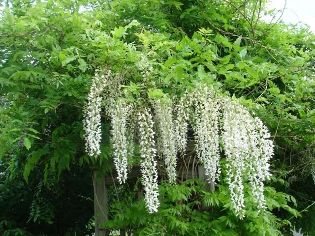 http://i188.photobucket.com/albums/z276/kennyrk/wisteria2.jpg?t=1240954037