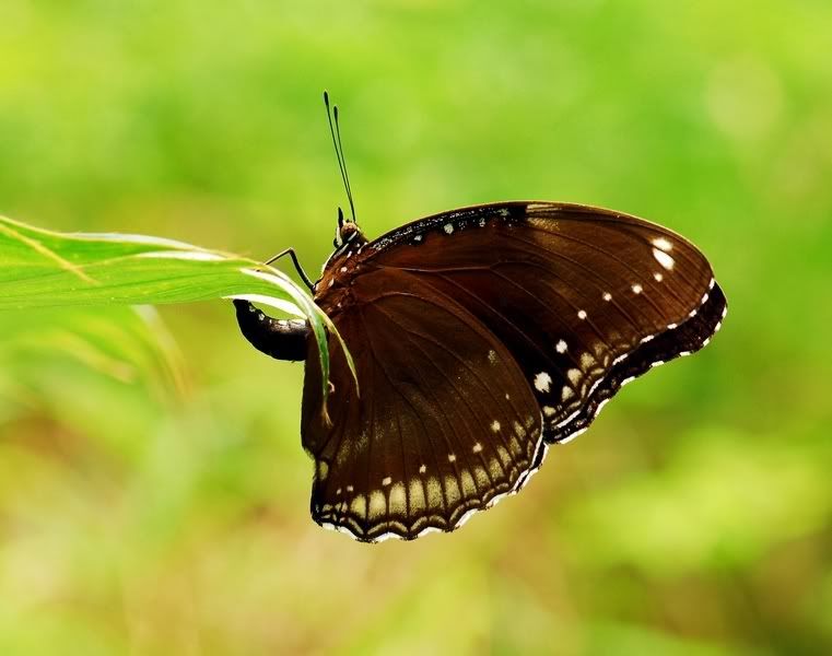 Photo Sharing and Video Hosting at Photobucket