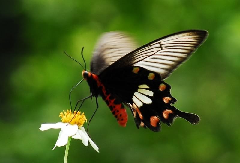 Photo Sharing and Video Hosting at Photobucket