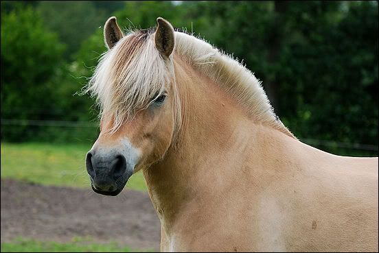 Pony Fjord