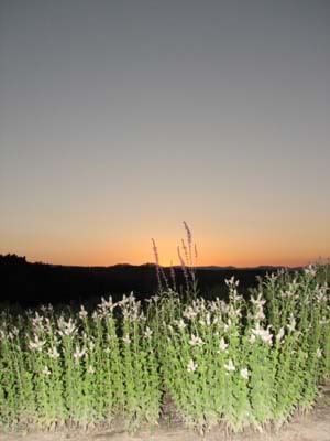 lavendarfarm4.jpg