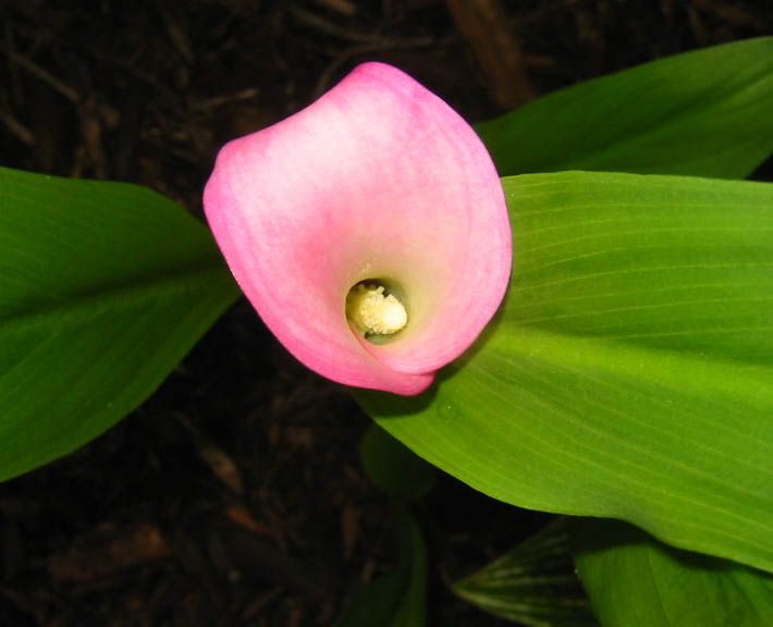 picasso calla lilies