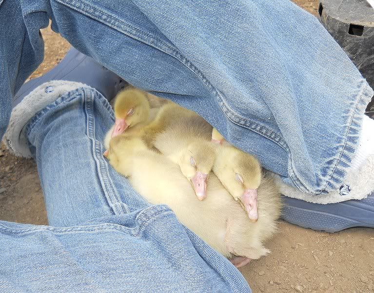 Runt question, also pics Cotton patch goslings vs cabbage BackYard