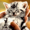 Photo
Sharing and Video Hosting at Photobucket