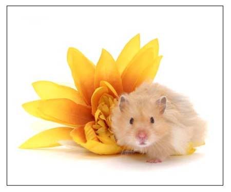 Photo
Sharing and Video Hosting at Photobucket