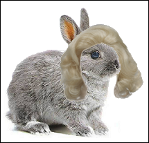 Bunny12wigified.png