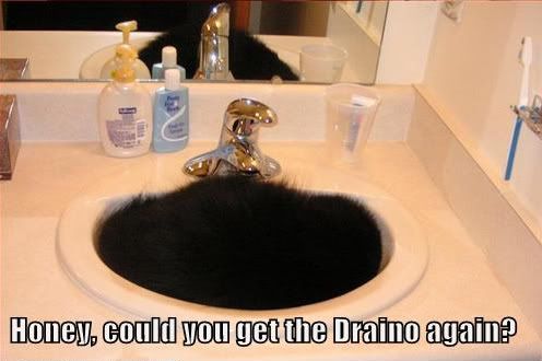 funny-pictures-black-cat-sink-drano.jpg