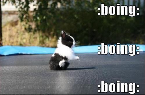 funny-pictures-little-rabbit-bounce.jpg