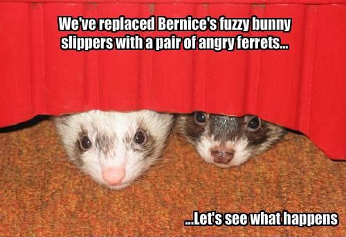 funny-pictures-your-slippers-have-b.jpg