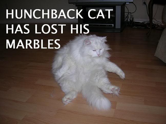hunchback-cat-has-lost-his-marbles.jpg