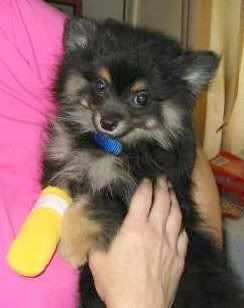  CUTE ANIMAL  , pet animals under care , disabled