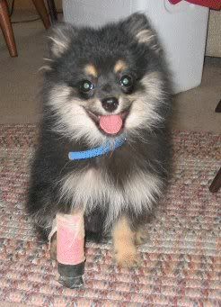  CUTE ANIMAL  , pet animals under care , disabled