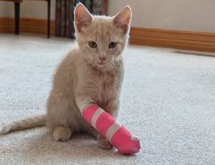  CUTE ANIMAL  , pet animals under care , disabled