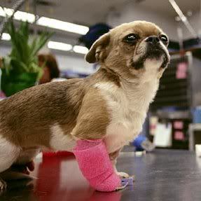  CUTE ANIMAL  , pet animals under care , disabled