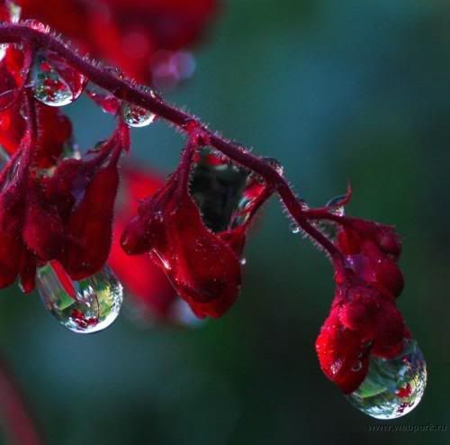  water droplets , nature pictures 