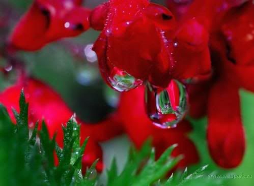  water droplets , nature pictures 