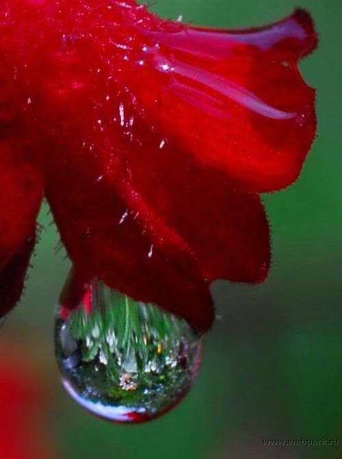  water droplets , nature pictures 