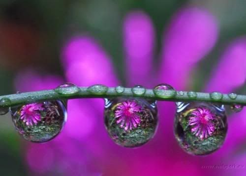  water droplets , nature pictures 