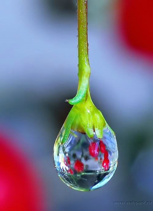  water droplets , nature pictures 