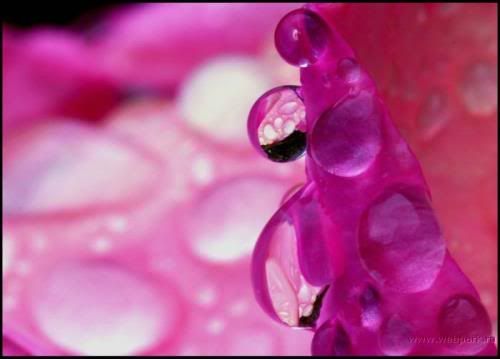  water droplets , nature pictures 