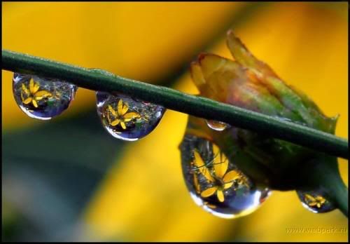  water droplets , nature pictures 