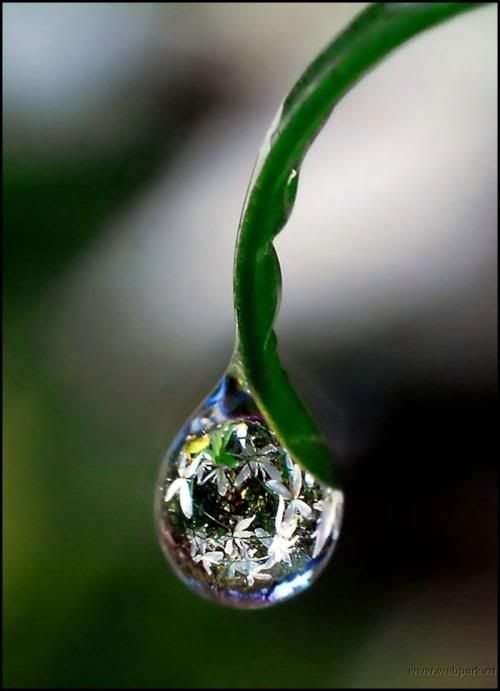  water droplets , nature pictures 