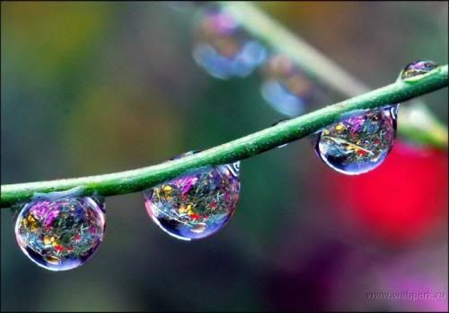  water droplets , nature pictures 